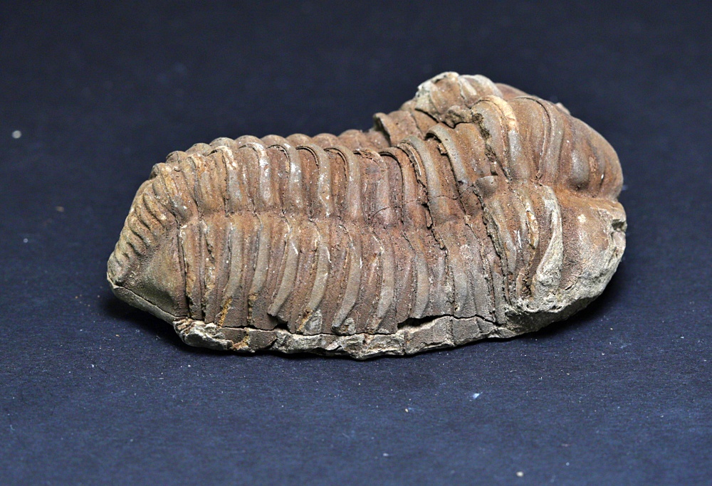 Trilobitt (Neseuretus tristani), 7-8 cm