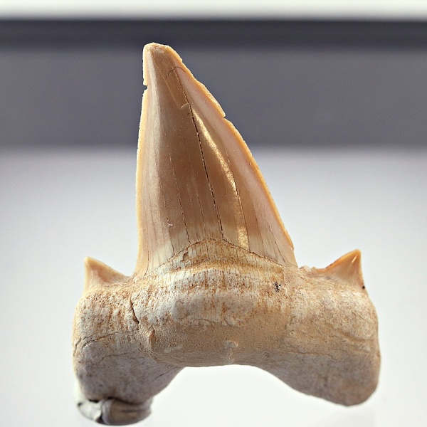 Fossil haitann (Otodus obliquus) i gaveeske, 5-6 cm