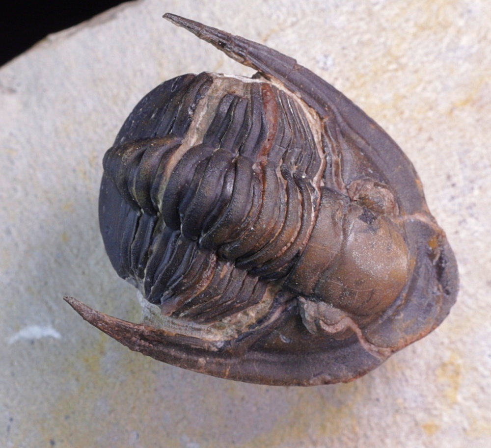 Triproetus Trilobitt (Lepidoproetus marachianus) - Naturens Mangfold AS