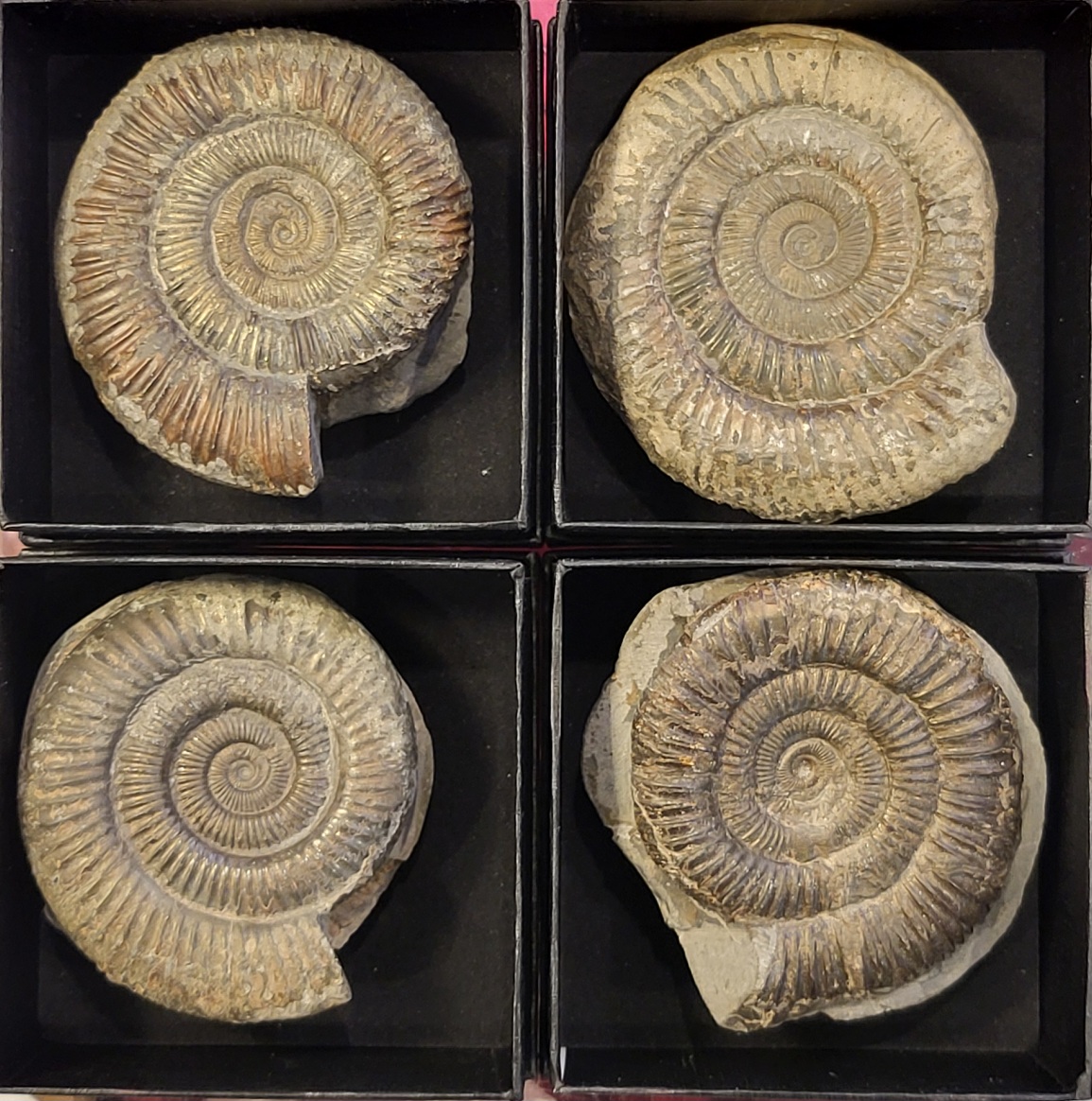 Ammonitt (Dactylioceras sp.) i gaveeske