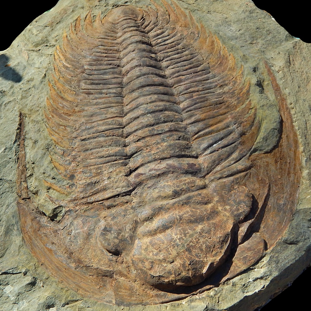 Kjempetrilobitt (Acaparadoxides briareus)